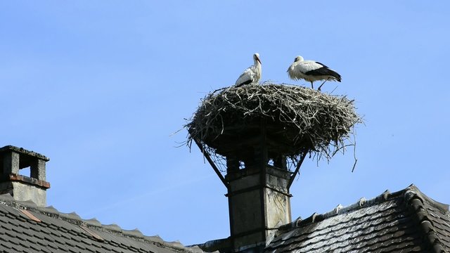 Junge St&ouml;rche im Nest