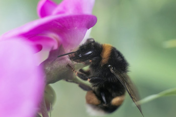 pink flower and bumble-bee
