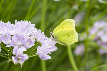 Brimstone butterfly