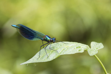 Banded demoiselle   (Calopteryx splendens)