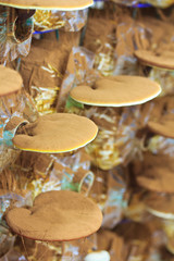 Ganoderma lucidum mushroom