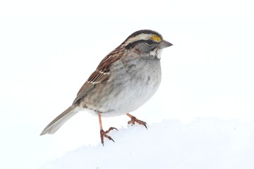 White-throated Sparrow (Zonotrichia albicollis)