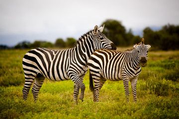 Fototapeta na wymiar PLayful zebra couple