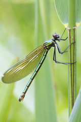 Banded demoiselle   (Calopteryx splendens)