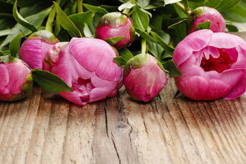 Stunning pink peonies on rustic brown wooden background.