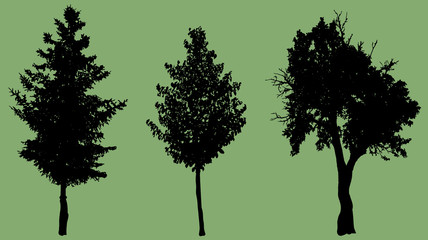 Fototapeta na wymiar Vector silhouette of tree.
