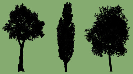 Fototapeta premium Vector silhouette of tree.