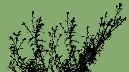 Vector silhouettes of flowers.