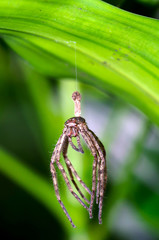 spider skin in the parks