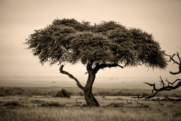 Lone acacia tree with gazelles in sepia - obrazy, fototapety, plakaty