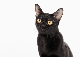 black traditional bombay cat on white background