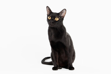 black traditional bombay cat on white background