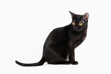 black traditional bombay cat on white background