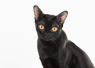 black traditional bombay cat on white background