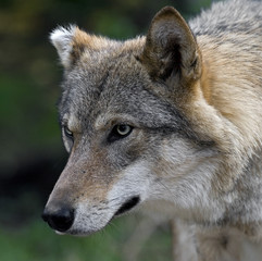 Fototapeta premium Grey wolf