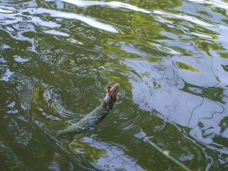 pike