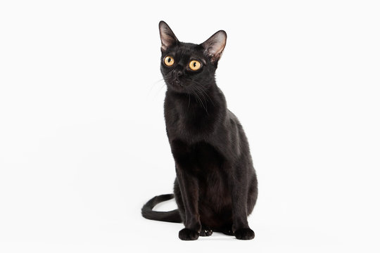 Black Traditional Bombay Cat On White Background