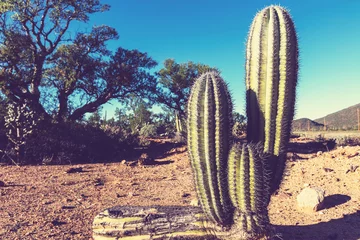 Fotobehang Cactus in Mexico © Galyna Andrushko