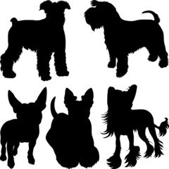 vector silhouettes of terrier dogs in the rack