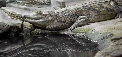 False gavial