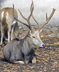 Pere David`s deer