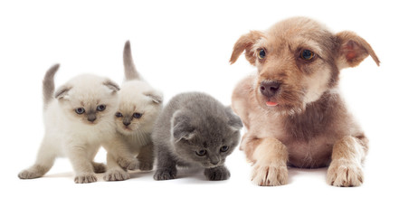 puppy and kittens