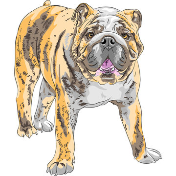 Vector Sketch Dog English Bulldog Breed