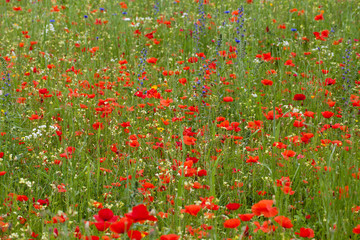 the picturesque landscape with red poppies among the meadow