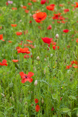 Fototapeta na wymiar the picturesque landscape with red poppies among the meadow