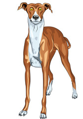 Vector Greyhound Dog breed smile