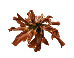 Vertrocknete Tulpenblüte