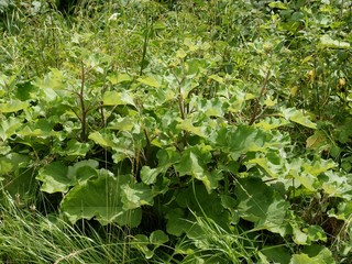 wild plant hardlock on meadow