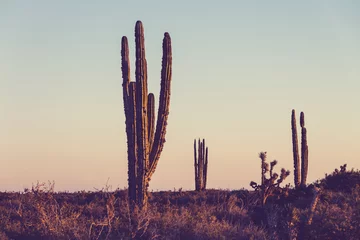 Fototapeten Kaktus in Mexiko © Galyna Andrushko