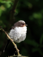 jeune mésange à longue queue