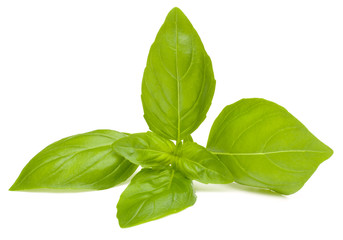 Sweet basil leaves