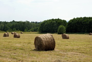 drying hay on meadow