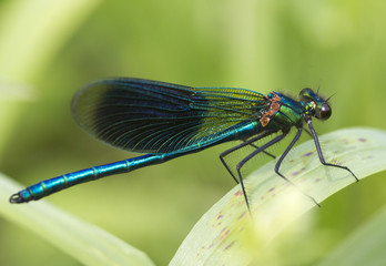 Banded demoiselle   (Calopteryx splendens)