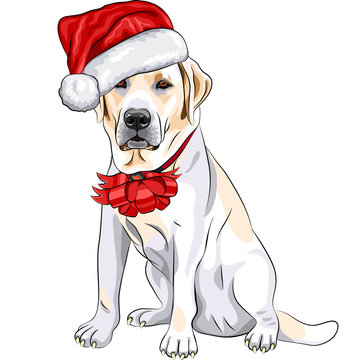 Vector Dog Labrador In The Hat Of Santa Claus With Christmas Bow