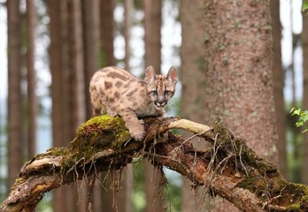 Puma concolor, kitten