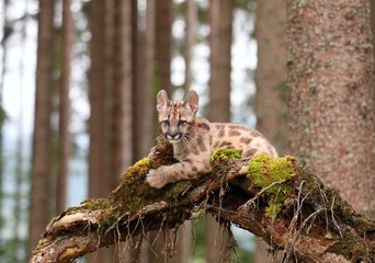 Puma concolor, kitten