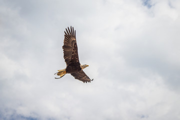 Le vol des rapaces du Bal des Oiseaux Fantômes du Puy du Fou