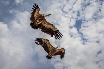 Fototapeta na wymiar Le vol des vautours