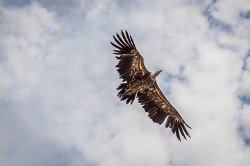 Le vol des vautours du Bal des Oiseaux Fantômes du Puy du Fou