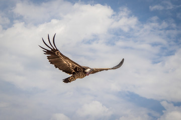 Le vol des rapaces du Bal des Oiseaux Fantômes du Puy du Fou © Gerald Villena