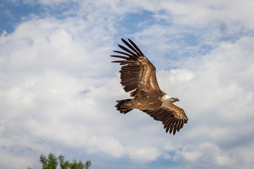 Obraz premium Le vol des rapaces du Bal des Oiseaux Fantômes du Puy du Fou