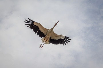 Le vol des cigognes du Bal des Oiseaux Fantômes du Puy du Fou