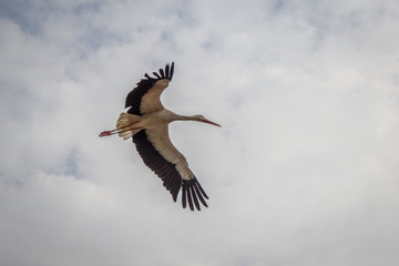 Obraz premium Le vol des cigognes du Bal des Oiseaux Fantômes du Puy du Fou