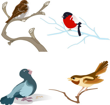 variety of birds
