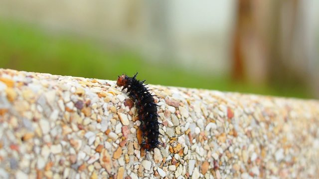 Macro of Colorful Caterpillar Creeping on the Stone.