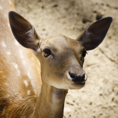 Roe Deer